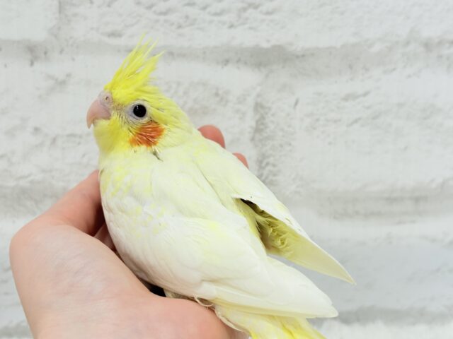 オカメインコ