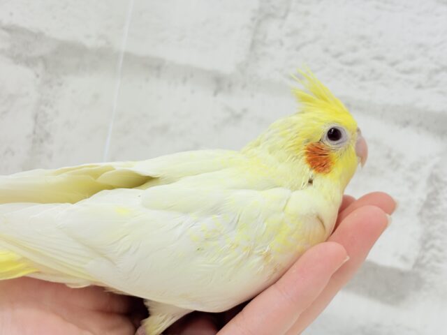 オカメインコ