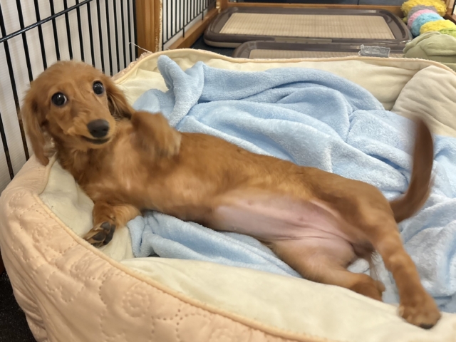 ミニチュアダックス