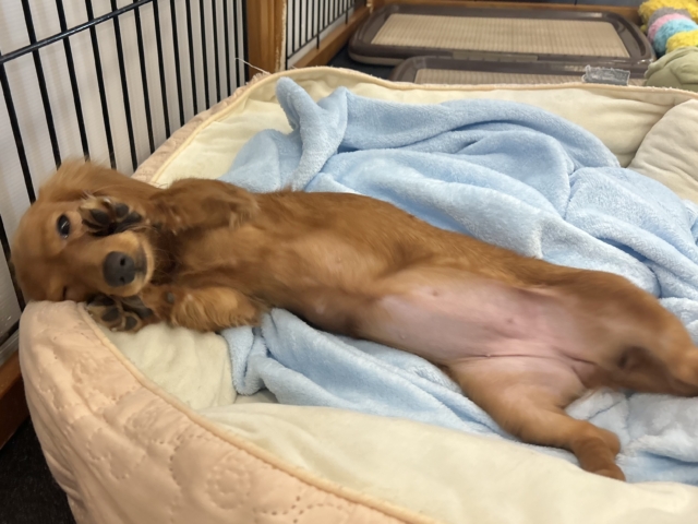 ミニチュアダックス