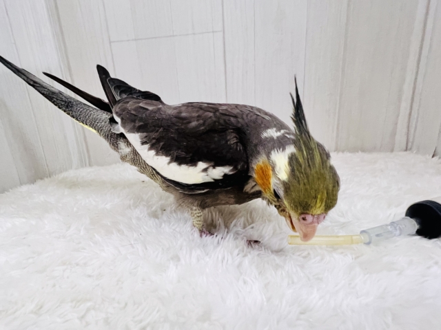 オカメインコ