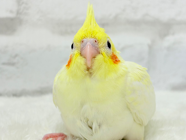 可愛いほっぺ♡可愛いお顔♡可愛い模様♡オカメインコ(ルチノーパール) ヒナ