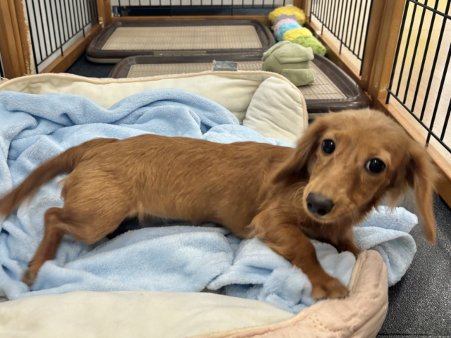 ミニチュアダックス