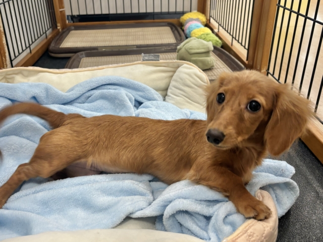 ミニチュアダックス