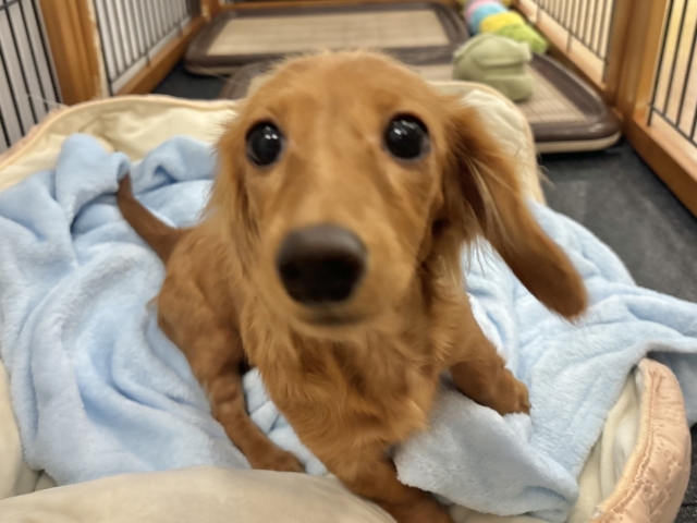 ミニチュアダックス