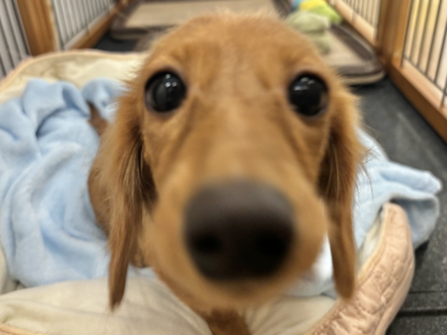 ミニチュアダックス