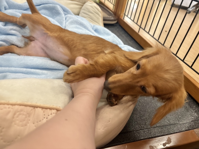 ミニチュアダックス