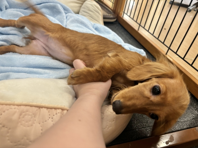 ミニチュアダックス