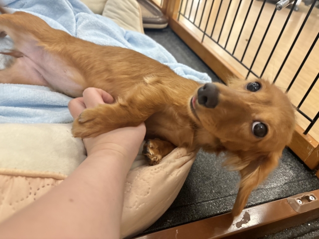 ミニチュアダックス