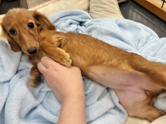 ミニチュアダックス