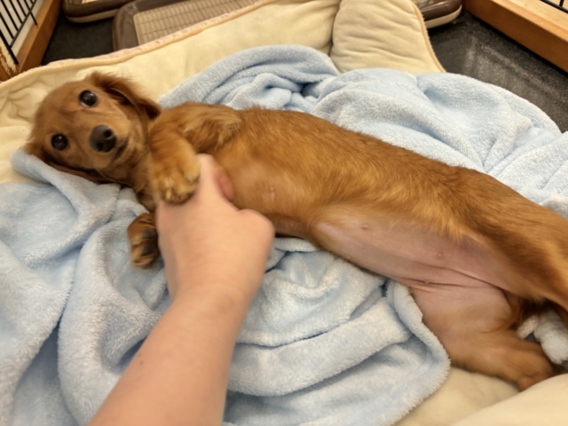 ミニチュアダックス