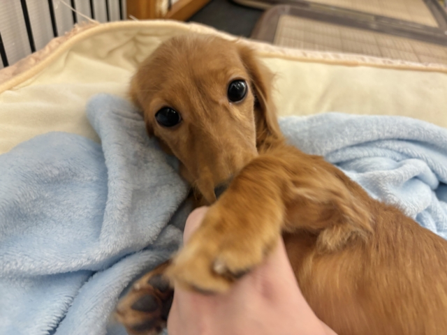 ミニチュアダックス