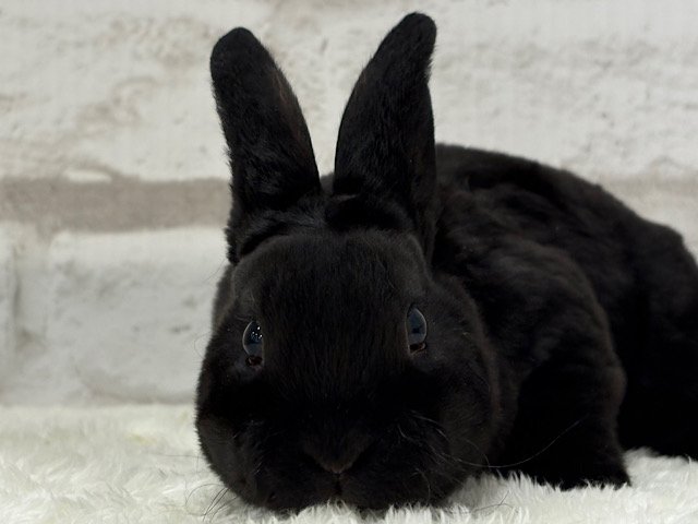 滑らかな触り心地🐰💖ミニレッキス(ブラック)男の子