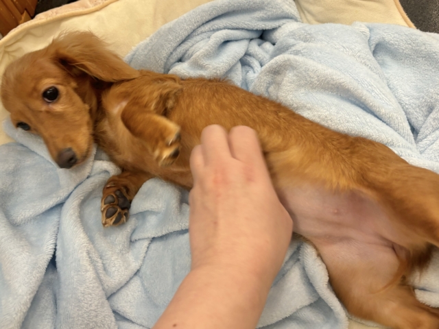 ミニチュアダックス