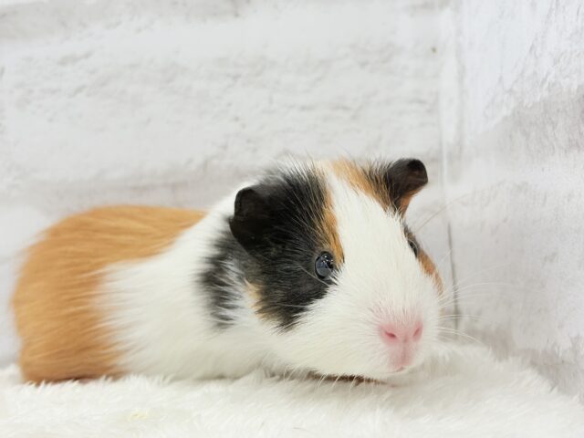 イングリッシュモルモット