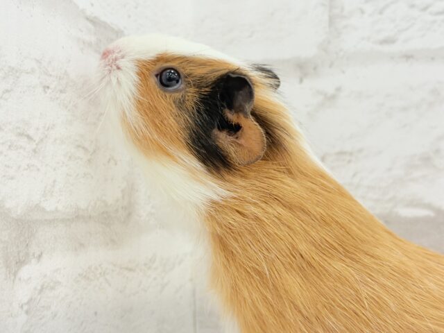 イングリッシュモルモット