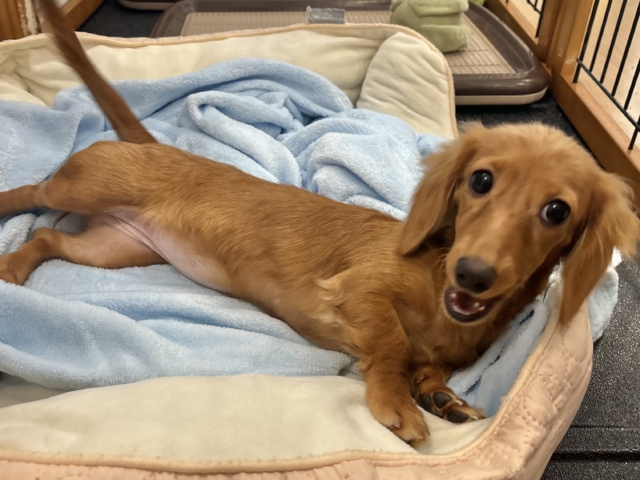 ミニチュアダックス