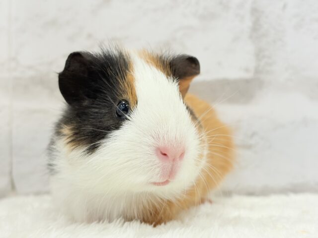 イングリッシュモルモット