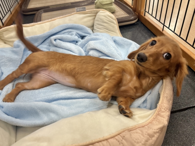 ミニチュアダックス