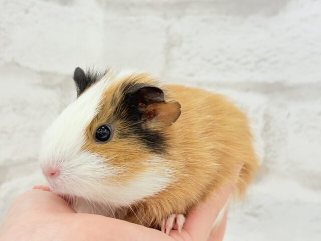 イングリッシュモルモット