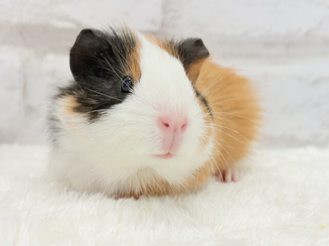 イングリッシュモルモット