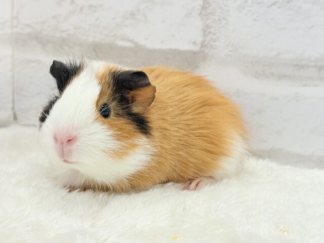 イングリッシュモルモット