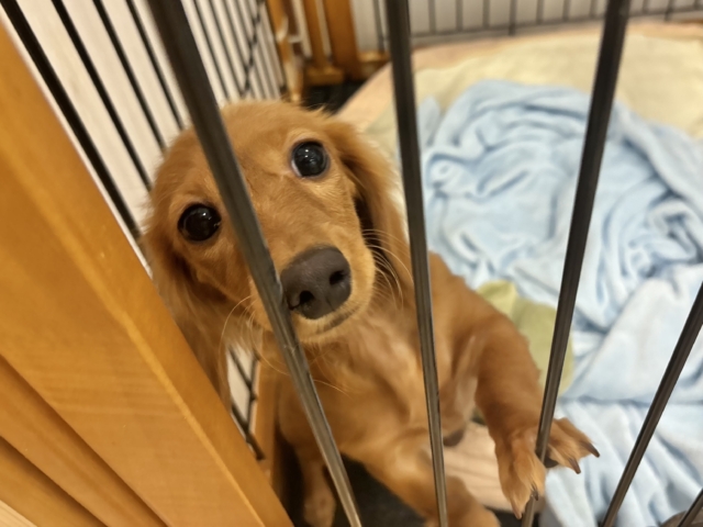 ミニチュアダックス