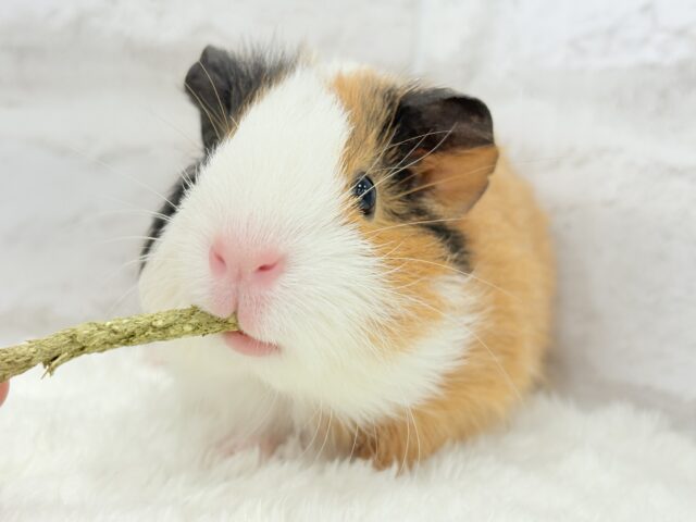 イングリッシュモルモット