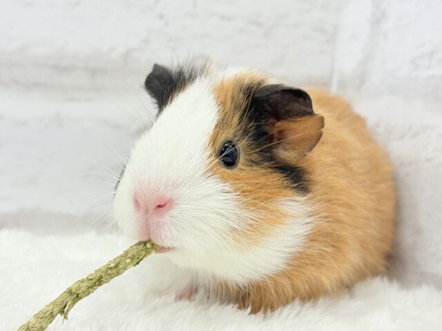 イングリッシュモルモット