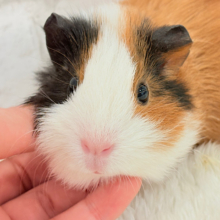 【最新画像更新🪄】左右の違いを楽しんで~♩♩イングリッシュモルモット 女の子