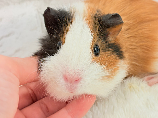 【最新画像更新🪄】左右の違いを楽しんで~♩♩イングリッシュモルモット 女の子