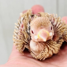 春の木漏れ日〜✨シナモン文鳥の雛入舎しました！