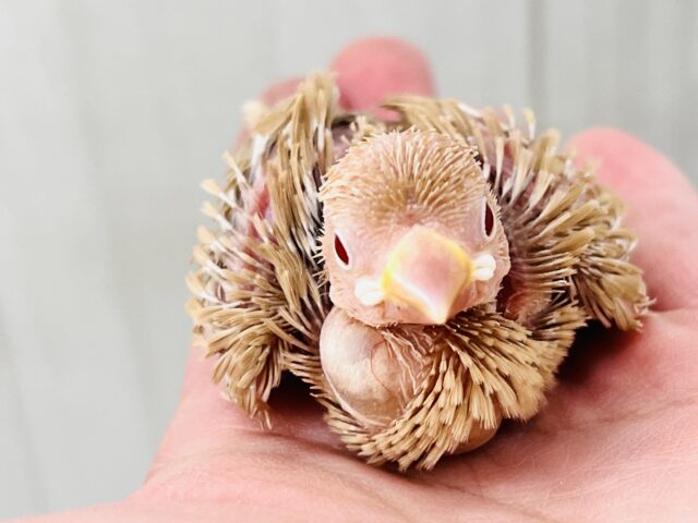 春の木漏れ日〜✨シナモン文鳥の雛入舎しました！