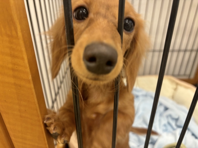 ミニチュアダックス