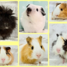 🌿🐹ぷいぷい祭り開催中〜🏮💫