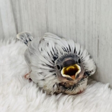 まっすぐなキラキラ光線✨煌めくシルバー文鳥の雛入舎しました！