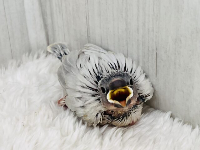 まっすぐなキラキラ光線✨煌めくシルバー文鳥の雛入舎しました！