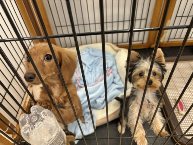 ミニチュアダックス