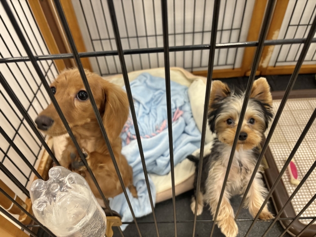 ミニチュアダックス