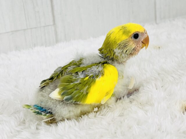 コザクラインコ（小桜インコ）