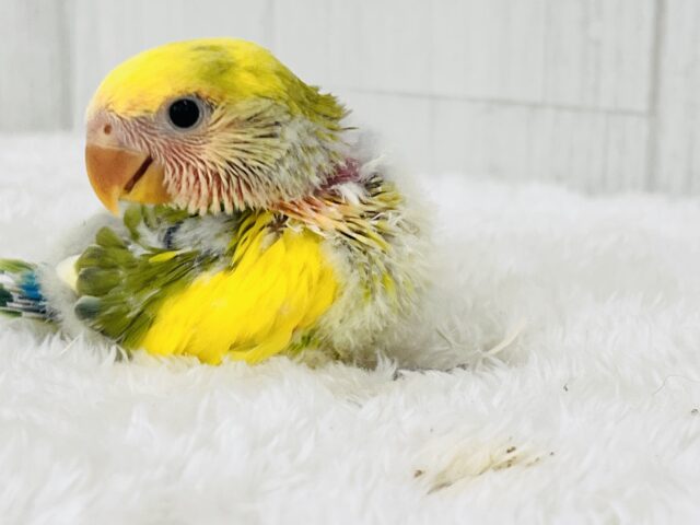 コザクラインコ（小桜インコ）