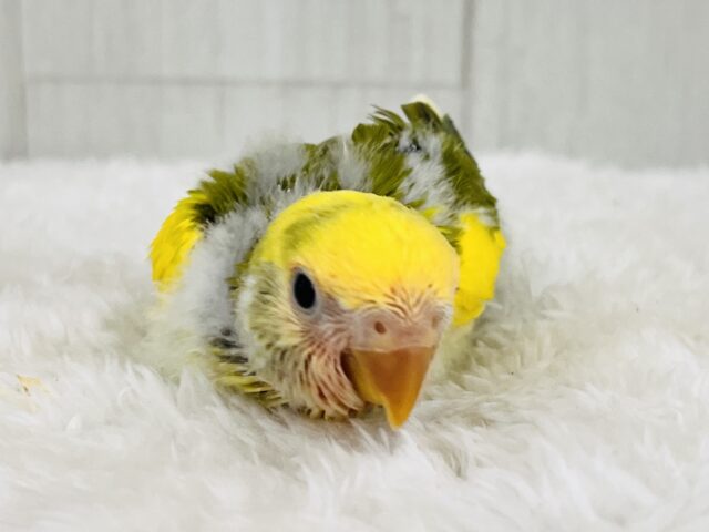 たっぷりイエロー💛個性派!小桜インコのタイガーチェリー🌼 コザクラインコ(小桜インコ)
