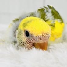 たっぷりイエロー💛個性派！小桜インコのタイガーチェリー🌼