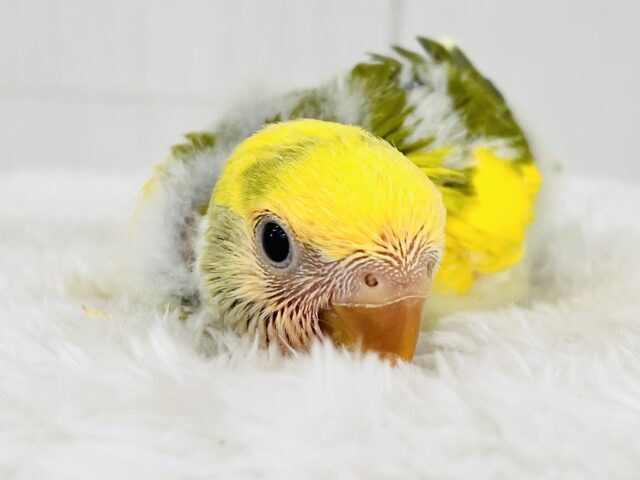 たっぷりイエロー💛個性派！小桜インコのタイガーチェリー🌼
