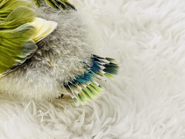 たっぷりイエロー💛個性派!小桜インコのタイガーチェリー🌼 コザクラインコ(小桜インコ)