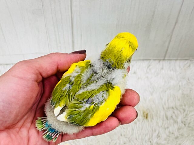 たっぷりイエロー💛個性派!小桜インコのタイガーチェリー🌼 コザクラインコ(小桜インコ)