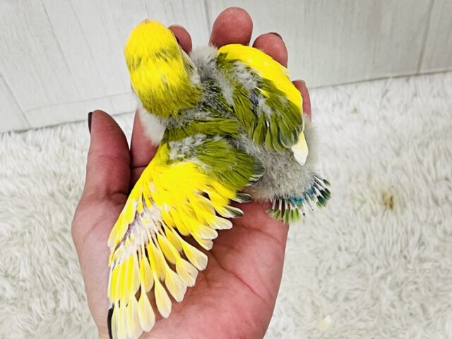 たっぷりイエロー💛個性派!小桜インコのタイガーチェリー🌼 コザクラインコ(小桜インコ)