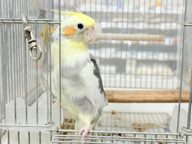オカメインコ