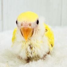 ほんわかイエローがｷｭｰﾄなの💛小桜インコのクリームルチノー