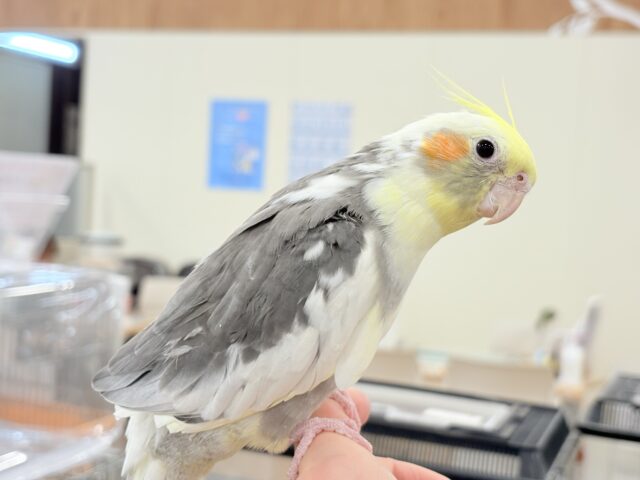 オカメインコ
